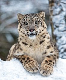 Snow Leopard at Nordens Ark