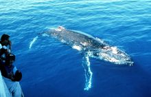 People watching? A curious humpback whale swims up to a Kingfisher Bay whale watch boat. 