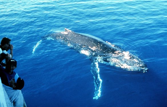 People watching? A curious humpback whale swims up to a Kingfisher Bay whale watch boat. 