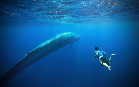 Snorkelling with the magnificent blue whale in Sri Lanka