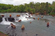 Floating down the river while grizzly bears feast on migrating salmon