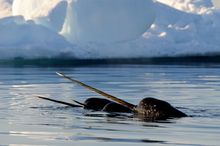 Swimming with narwhals, the unicorns of the sea