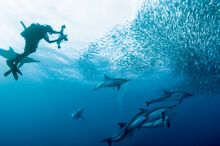 Millions of sardines make their way up the coast in swirling “bait balls”