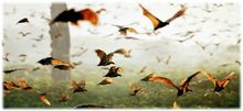 8 million puppy-sized bats swarm and gorge on fruit