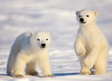 Polar bear cubs emerge from their den
