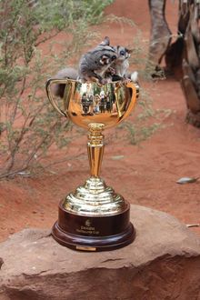 The Emirates Melbourne Cup with the Sugar Gliders at Wild Life Sydney Zoo.