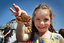 Cromer Crab Fun 