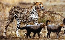 Leopard