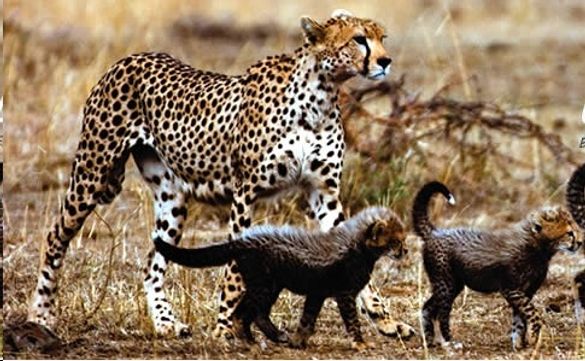 Leopard