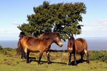 Enjoy Exmoor with the Exmoor ponies 