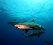 Bull Sharks