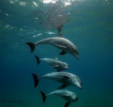 Dolphins