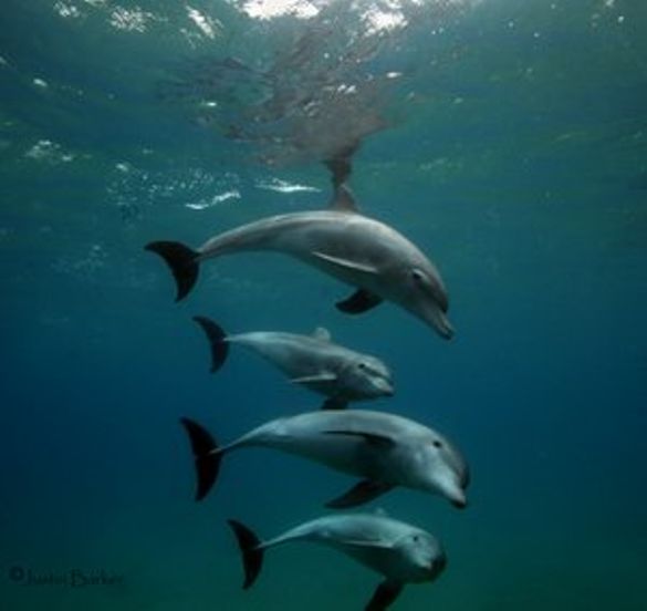 Dolphins