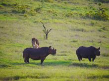 Relocated rhino, Borana Conservancy, Laikipia, Kenya