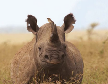 Rhino, Borana Conservancy, Laikipia, Kenya