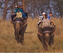 Elephant back rides in the Bardia Tiger Reserve - Nepal