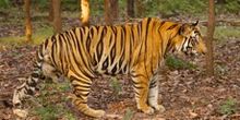 Chitwan and Bardia Tiger Reserves - Nepal