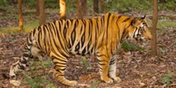 Chitwan and Bardia Tiger Reserves - Nepal