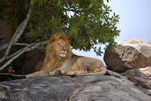 Lion on Kopje