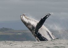 Amazing breach Knysna Heads