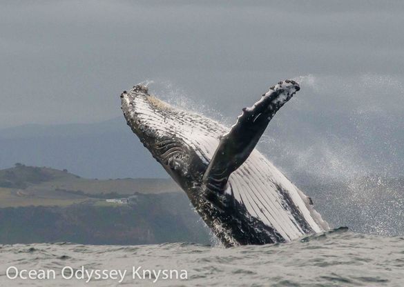 Amazing breach Knysna Heads
