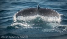 Beautiful Southern Right Breaching