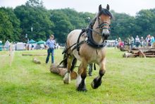 National Forest Wood Fair