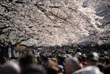 Tokyo in bloom, Japan