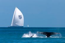 Whales arrive in the Whitsundays