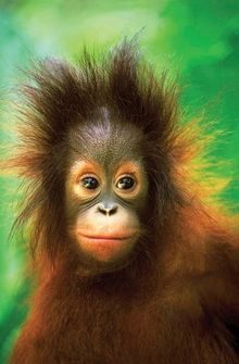 Ten Ten, Borneo