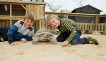 Meet giant tortoises