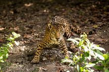 jaguares en Xcaret