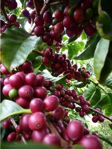 Good Land Organics Coffee Cherries