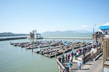 The Sea Lion Center is now open at PIER 39.