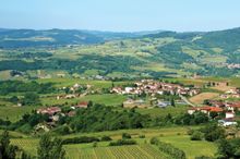 Go searching for the perfect vin rouge in Beaujolais
