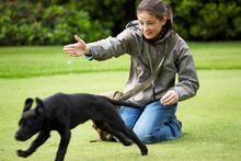 Gundog School at Gleneagles
