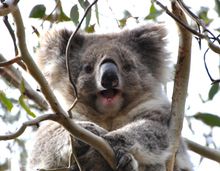 wild koala 