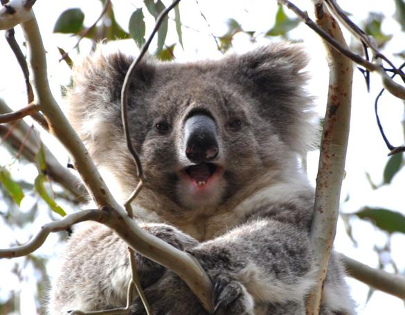 wild koala 