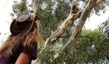 Koala Researcher Janine watching wild koala 