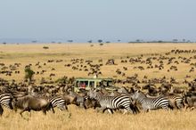 Sayari Mara Camp - Asilia Africa