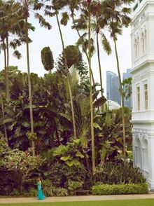 Tai Chi in the Botanical Gardens with Raffles Singapore
