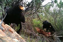 Black or Verreaux’s Eagle (Aquila verreauxii)