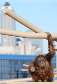 Orangutan with Indy skyline