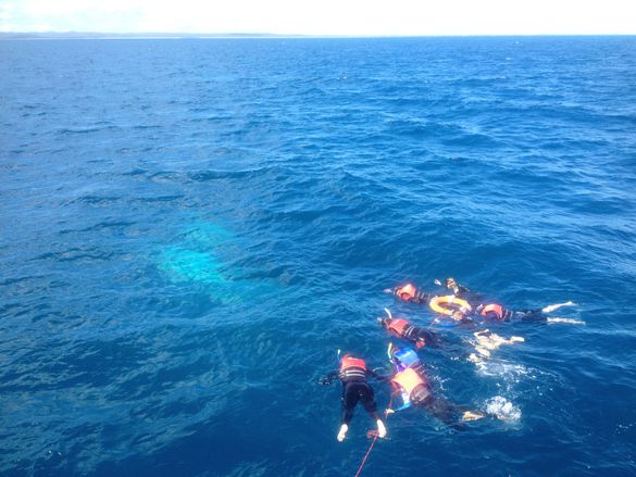 Whale Watching is set to get wetter in Hervey Bay with the introduction of a new swim experience