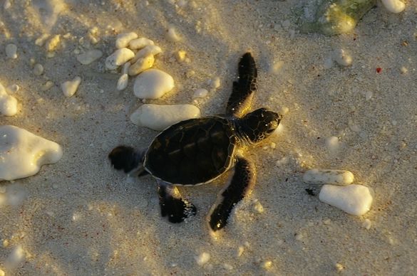 Baby Turtle