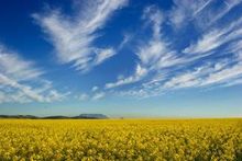 Table Mountain from Durbanville’s Canola Fields.