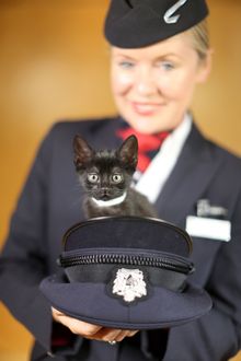 Karma the kitten with BA's Helena (C) Nick Morrish, BA
