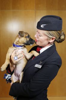 Angelica the Staffordshire cross and BA crew Helena (C) Nick Morrish, BA