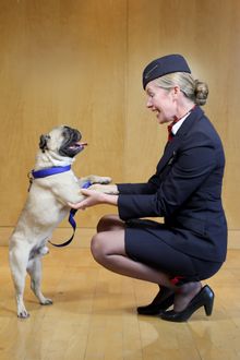 Alfie the pug with BA Crew Helena (C) Nick Morrish, BA