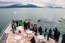 whale watching in Alaska